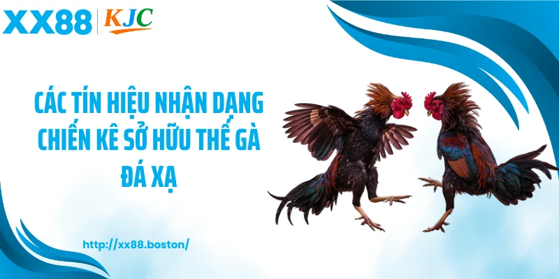 Các tín hiệu nhận dạng chiến kê sở hữu thế gà đá xạ