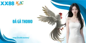Đá Gà Thomo XX88 - Trường Đấu Thật, Xem Rõ Từng Hiệp