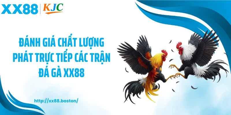 Đánh giá chất lượng phát trực tiếp các trận đá gà XX88